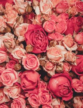 Abstract background of flowers Close-up Stock Photos