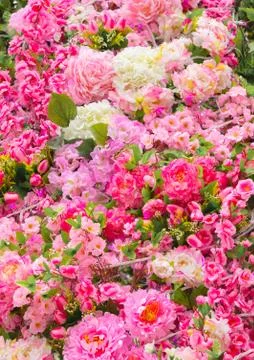 Abstract background of flowers Close-up Stock Photos