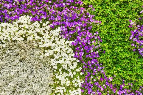 Abstract background of flowers. Close-up. Stock Photos