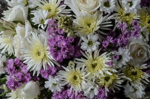 Abstract background of flowers. Close-up. Stock Photos
