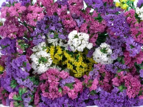 Abstract background of flowers. Close-up. Stock Photos