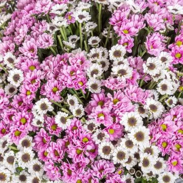 Abstract background of flowers Stock Photos