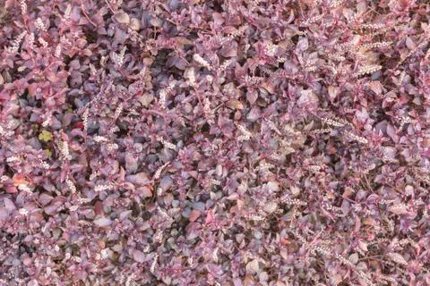 Abstract background of flowers Stock Photos