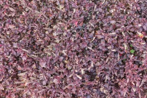 Abstract background of flowers Stock Photos