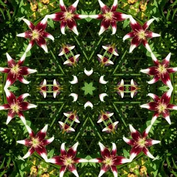 Abstract background of flowers Stock Photos
