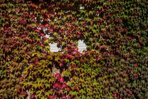 Abstract background with flowers Stock Photos