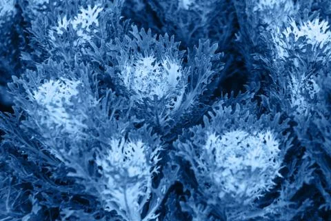 An abstract background of flowers Stock Photos
