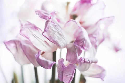 Abstract background with flowers Stock Photos