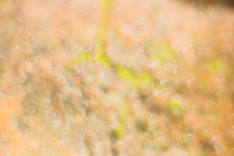 Abstract background of flowers with shallow depth of focus. Stock Photos