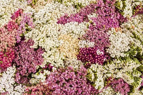 Abstract background of flowers yarrow, close-up Abstract background of flo... Foto stock