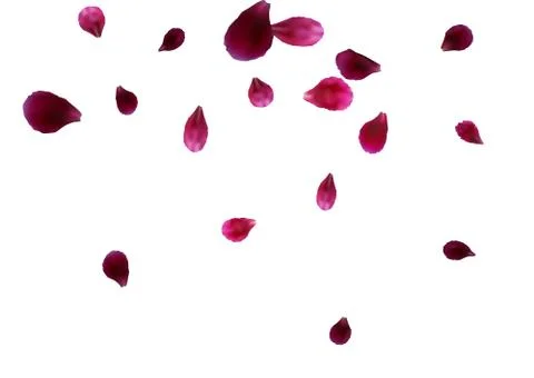 Abstract background with flying pink, red rose petals Stock Illustration