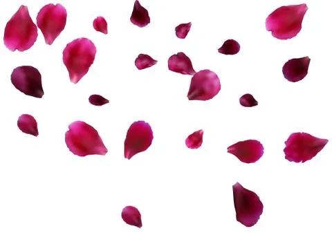 Abstract background with flying pink rose petals. Vector illustration isola.. Stock Illustration