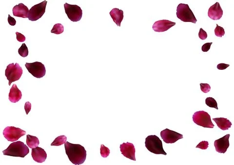 Abstract background with flying pink rose petals. Vector illustration isola.. Stock Illustration