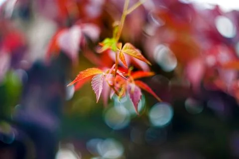 Abstract Background. foliage. Stock Photos