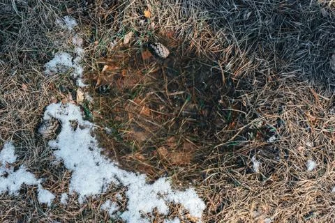 Abstract background with frozen puddle on thawed ground, melting snow, pine c Stock Photos