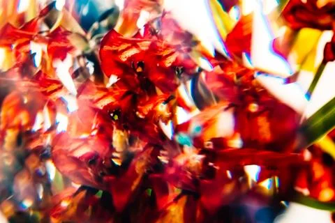 Abstract background of glass reflection of dry red color tulip petals. Macro Stock Photos