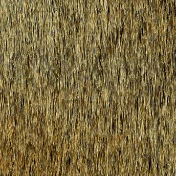 Abstract Background. Golden Threads. Scratched Gold. Vector eps1 Stock Illustration