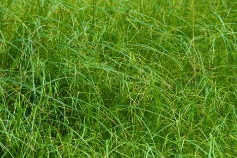 Abstract background with grass Stock Photos