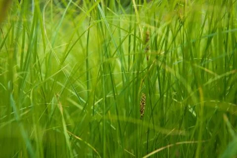 Abstract background with grass Stock Photos