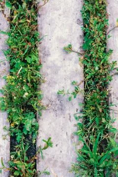 Abstract background with grass sprouting between old wooden boards Foto stock