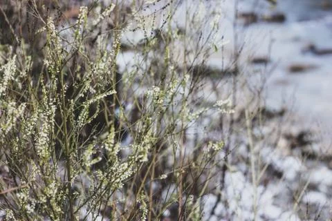 Abstract background with grass with white blossoms Stock Photos