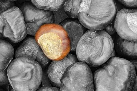 Abstract background gray walnut chestnut single brown closeup design base Stock Photos