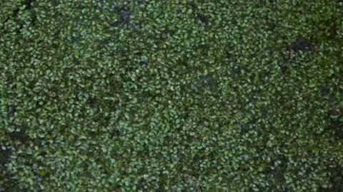 Abstract background of green foliage on pond aerial view weed UK 4K Stockbeeldmateriaal 150710403