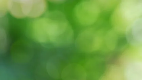 Abstract background of green leaf blurred bokeh Stock Footage 142703251