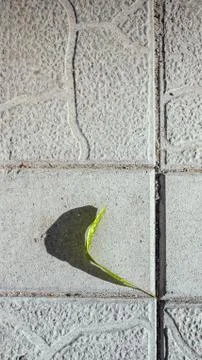 Abstract background with green leaf on gray paving Stock Photos