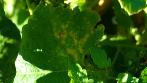 Abstract background of green leaves up close Stock Footage 250971559