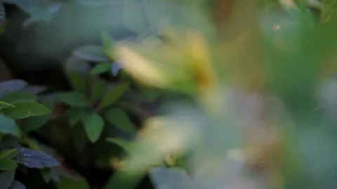 Abstract background of green vegetation up close Stock Footage 250971561