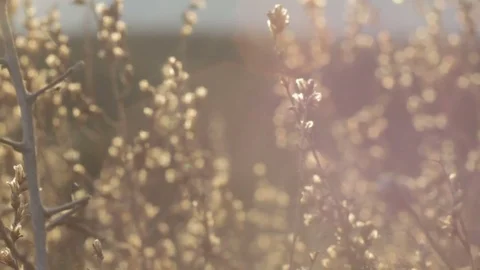 Abstract background of highlights, sun rays and dry grass Stock Footage 74491437