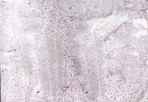 Abstract background. Ink marbling texture. Grey and white. Hand drawn marble Stock Illustration