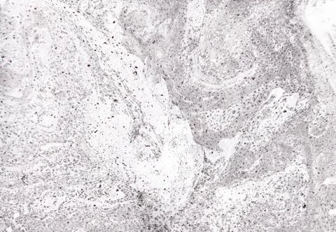Abstract background. Ink marbling texture. Grey and white. Hand drawn marble Stock Illustration