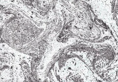 Abstract background. Ink marbling texture. Grey and white. Hand drawn marble Stock Illustration
