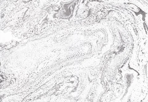 Abstract background. Ink marbling texture. Grey and white. Hand drawn marble Stock Illustration