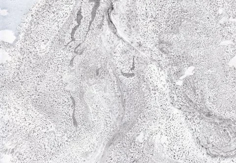 Abstract background. Ink marbling texture. Grey and white. Hand drawn marble Stock Illustration