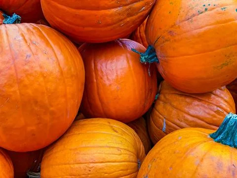 Abstract background of large orange pumpkins Stock Photos