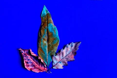 Abstract background with a laurel leaf one of beech and one oak Stock Photos