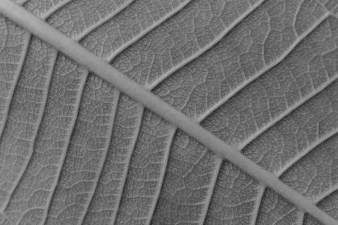 Abstract background of leaf texture blur Stock Photos