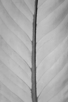 Abstract background of leaf texture blur Stock Photos