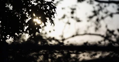 An abstract background of leaves dancing in the sun - 4k Stock Footage 70295317