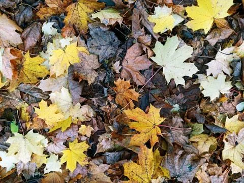 Abstract background leaves pattern ,colorful fallen leaves in fall before win Stock Photos