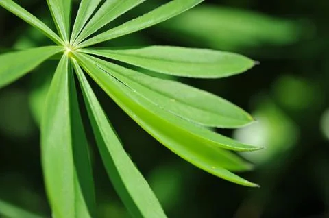 Abstract background of leaves Stock Photos