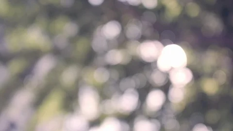 Abstract background of leaves tree in vintage style. Stock Footage 119475128