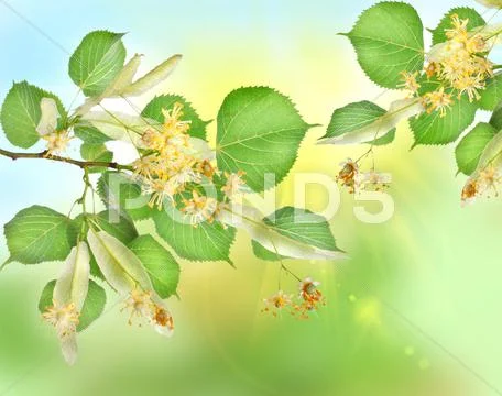 Abstract background of a linden garden Stock-Fotos