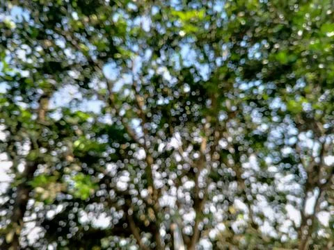 Abstract background of lush green tree canopy viewed from below. Stock Photos