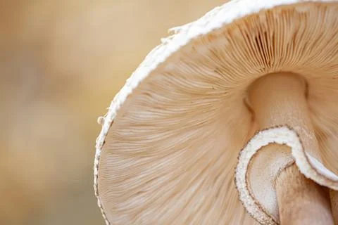 Abstract background macro image of Sajor-caju Mushroom. Stock Photos