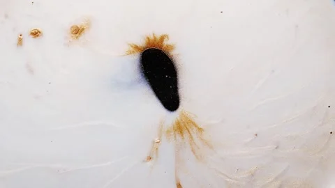 Abstract background in macro style, dissolution of paint in water, Stock Footage 285890347