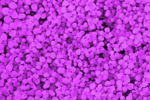 Abstract background with many tiny gpurple leaves. Stock Photos